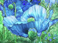 21863640 blue-poppy-garden-carol-cavalaris
