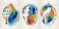 13159194_Colorful_Seashell_Art_-_Beach_Trio_-_By_Sharon_Cummings