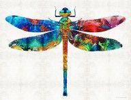 13899265_Colorful_Dragonfly_Art_By_Sharon_Cummings