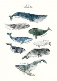 15594870_Whales