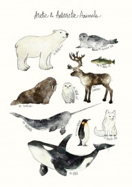 15595573_Arctic_And_Antarctic_Animals