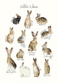 16064152_Rabbits_And_Hares