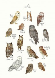 18023448_Owls