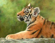 10474137_Tiger_Cub