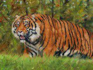 7632059_Walk_In_The_Forest._Amur_Tiger