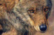 8922371_Portrait_Of_A_Wolf