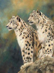 10309402_Snow_Leopards