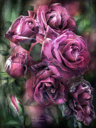 11751975_To_Be_Loved_-_Mauve_Rose