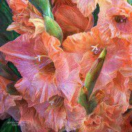 11124948_Gladiolus_Moods__-_Orange_Pink