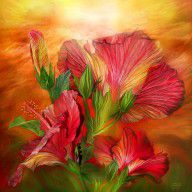8570004_Hibiscus_Sky_-_Red_And_Gold_Tones