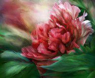 7083564_Peony_-_50_Shades_Of_Red