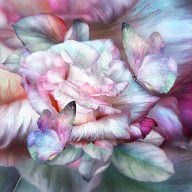 16148727_Pastel_Rose_And_Butterflies