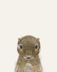 17148751_Little_Squirrel