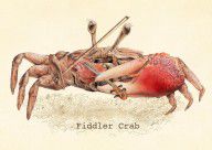 12731285_Fiddler_Crab