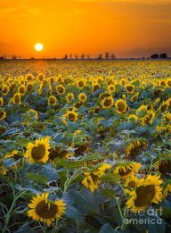12167914_Texas_Sunflowers