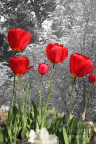 13558534_Red_Tulips_Digital_Painting