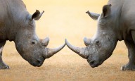 12425539 white-rhinoceros-head-to-head-johan-swanepoel