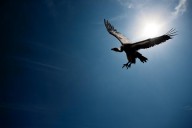 11281790 vulture-flying-in-front-of-the-sun-johan-swanepoel