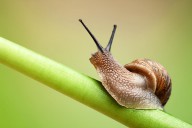11347376 snail-on-green-stem-johan-swanepoel
