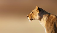 11347902 lioness-portrait-johan-swanepoel