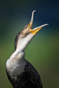 11348301 whitebreasted-cormorant-johan-swanepoel