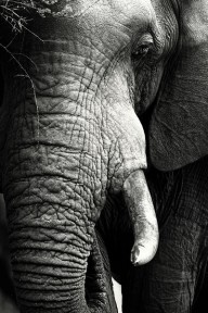 11388638 elephant-close-up-portrait-johan-swanepoel