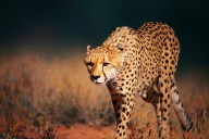 11811024 cheetah-approaching-from-the-front-johan-swanepoel